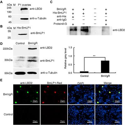 Vitellogenin receptor transports the 30K protein LP1 without cell-penetrating peptide, into the oocytes of the silkworm, Bombyx mori